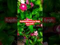 RajdhaniNursery|| plants 🌵|| #nursery #manvswildinhindi #shorts