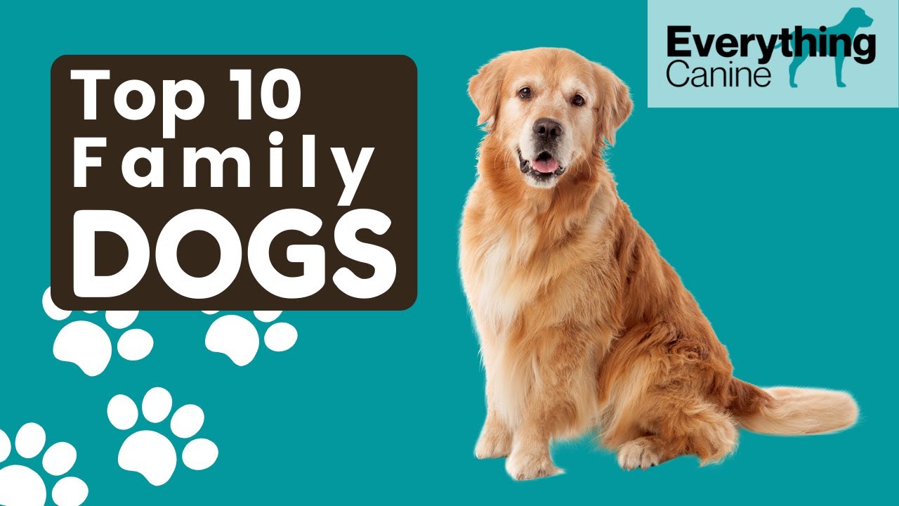 TOP 10 FAMILY DOGS Find the best dog for your pack YouTube