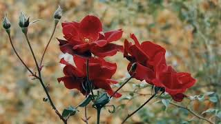 Stress Relief Music with Red Flowers Video    Relaxing Music, Instrumental Music, Sleep music, study screenshot 4