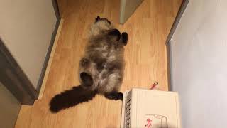 Ragdoll Kat Teddy bedenkt handige plek om te gaan liggen (katten gedrag)