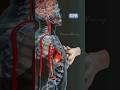 How does one perform a CPR ? 🫀check in 3d animation #cpr #firstaid #science #trendingshorts #facts