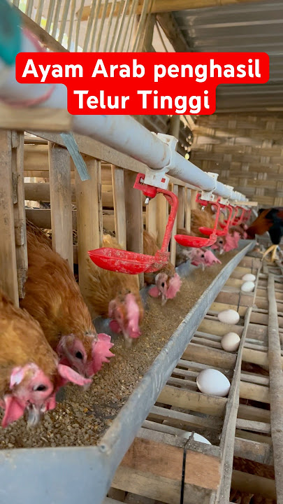 Ayam Arab Penghasil Telur Tinggi #dj #djremix #remix #cover #sound #ayamarab