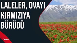 Koparmanın cezası 387 bin TL olan lalelere, dokunmaya korkuyorlar