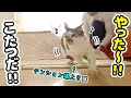 コタツの登場にテンション爆上がりではしゃいじゃう猫が可愛いすぎた