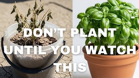 7 common container gardening mistakes that destroy crops and how to fix them