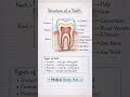 🦷 दांत की अंदरूनी संरचना 😱 | Enamel सबसे Hard है! | Tooth Anatomy #shorts