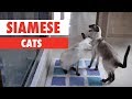 Breed All About It: Siamese Cats