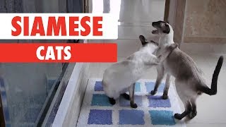 Breed All About It: Siamese Cats