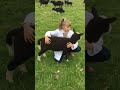 Brickhall zwartbles  young handlers hazel