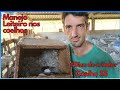Manejo leiteiro dos coelhos/cuidando dos filhotes de coelhos do 1 ao 5 dia