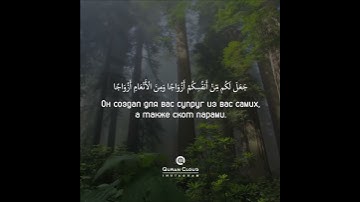 حالات اسلامية  تلاوة هادئة وجميلة للقارئ ناصر القطامي