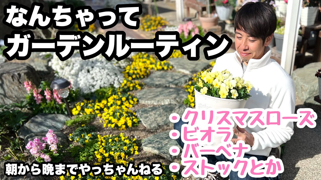 □【クリスマスローズ】【ラックス】【ビオラ】とか雑談とか… - YouTube
