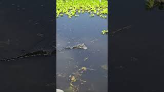 Fish Catching By Rod #shorts #fishingFishing Technique Village Boy Hunting Big Fish By Hand in pond