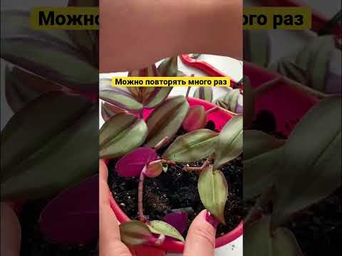 Videó: Virágzik a tradescantia zebrina?