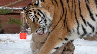 Новогодняя зарядка для юных тигриц by Московский Зоопарк 3,215 views 2 years ago 1 minute, 52 seconds