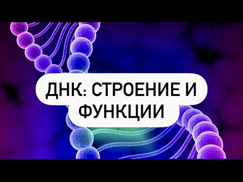 ДНК.Строение и функции. Как все понять и запомнить? Нуклеотиды. Хромосомы, гены, хроматин. ЕГЭ|ОГЭ