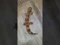 색감 이쁘네~♡(leopard gecko)