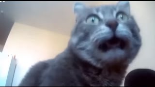 【猫びっくり】猫、飼い主の足が臭くてびっくり！映像