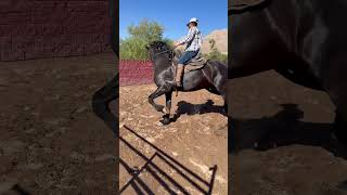 Warlander (Las Vegas Nevada #caballos #sterstallion #frisianhorse #warlander