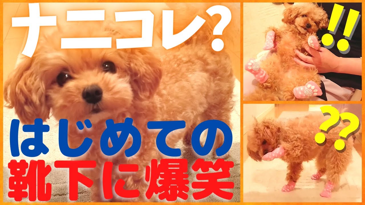 子犬マルプー わんこに靴下履かせたら 変な歩き方 と 豪快な脱ぎ散らかし方 に爆笑w Youtube 子犬マルプー わんこに靴下履かせたら 変な歩き方 と 豪快な脱ぎ散らかし方 に爆笑w Youtube