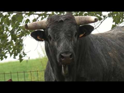 Villafafila 2026 Toros de Ganaderia El Carmen