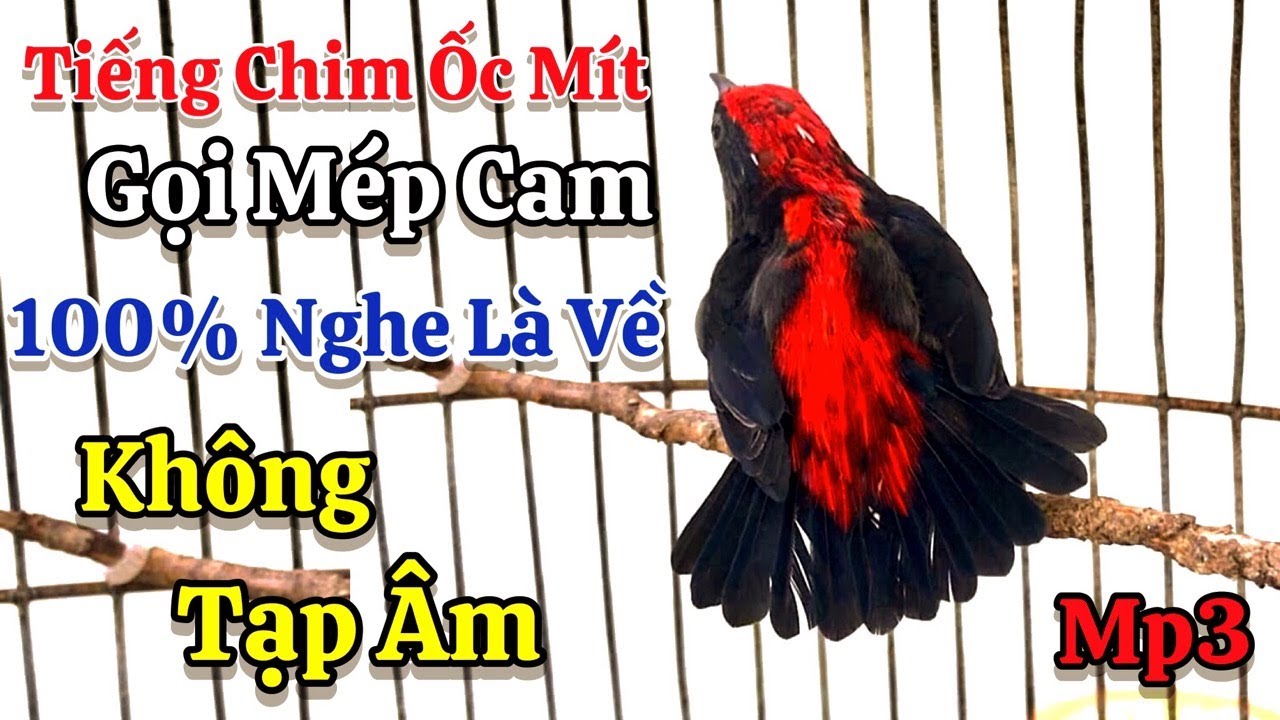 Tiếng Chim Ốc Mít Gọi Bầy, Gọi Mép Cam - Gọi Chuyền Chấm Bổi Nghe Là Về | Âm Thanh Dùng Đi BẪY