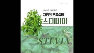 스테비아 효능