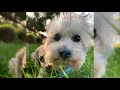 Silky terrier australiano. Pros y contras, precio, Cómo elegir, hechos, cuidado, historia