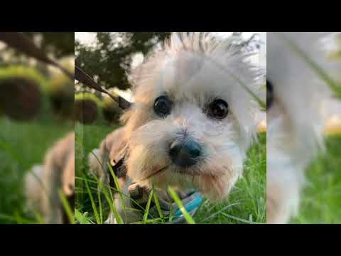 Video: Silky Terrier Raza De Perro Hipoalergénico, Salud Y Vida útil