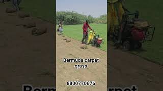 bermuda#carpet#grass#natural grass#lawn grass# gardening# landscaping#how to grow grass #greengrass