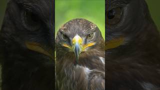 Eagle looking for next Drive | #Eagle #birds #wildlife #photography