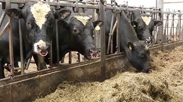 Dairy Know How 12: Heat Detection