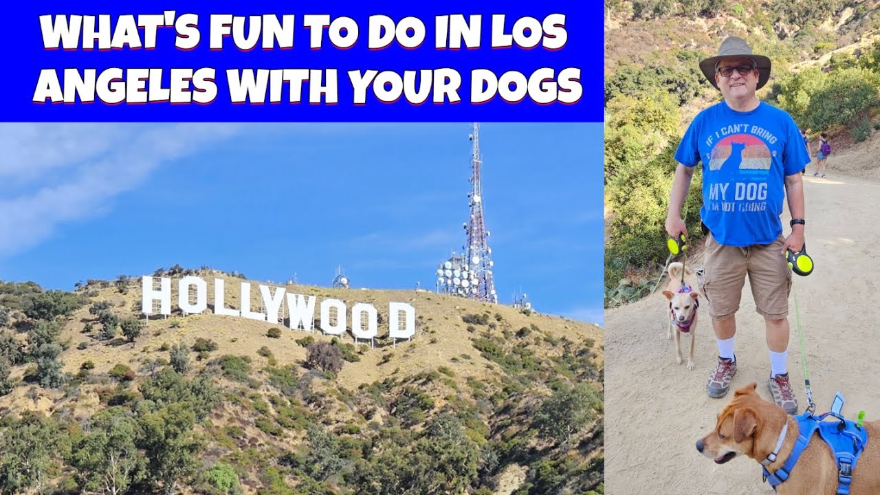 What's fun to do in Los Angeles with your dogs