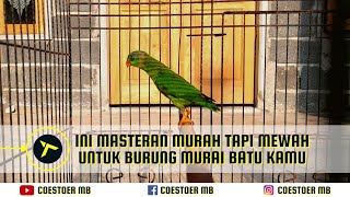 Review Serindit Masteran Burung Murai Batu Harganya Murah Hasilnya Pasti Mewah Kamu Harus Punya