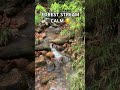 Peaceful Forest Stream 🌿 Relaxing Water Sounds #shorts