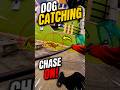 Dog Catching Chase On #shorts #ytshorts #dogshorts #dogcatching #ytviral