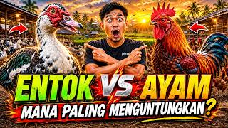 Ternak Ayam vs Entok! Mana yang Lebih Untung? Jawabannya Bikin Kaget!