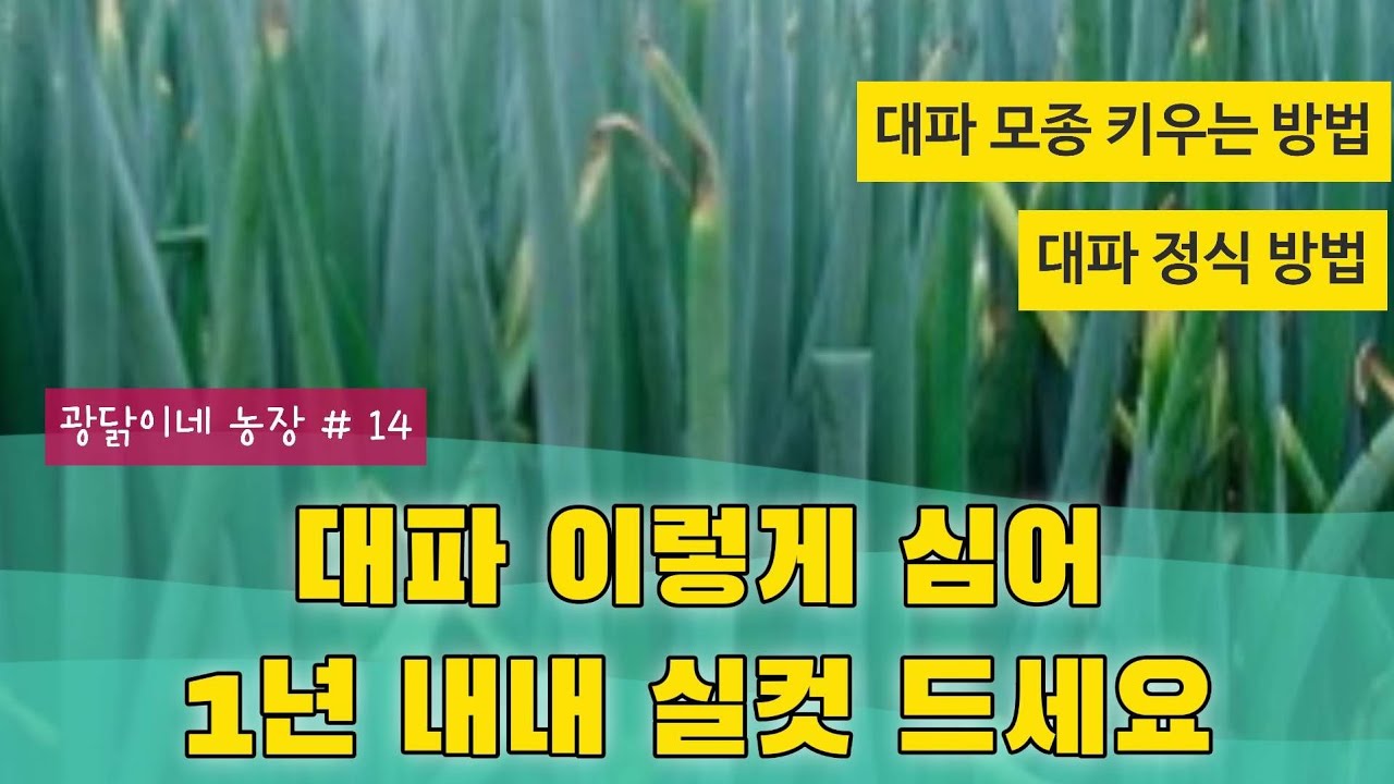 대파 이렇게 심어 실컷 드세요(대파무농약모종기르는법, 대파정식하는법) - YouTube