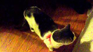 Kat Wandering Around The House