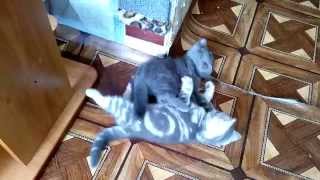 Забавные котята Забавные котята