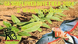 Sunflower Dove Field 2024 Ep. 2 / Spraying RR Corn and Planting Birdseed Sunflowers