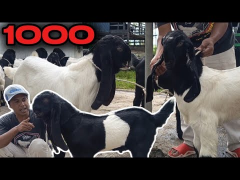 Jual Beli Kambing Wonosobo
