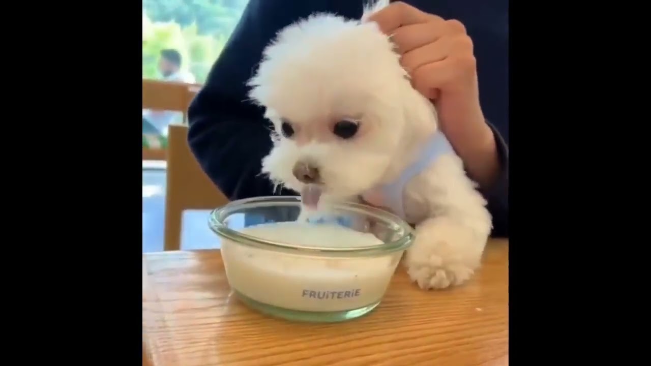 Cute Baby Animals Videos Compilation Fun Media kj1 rR3udNs 002 720p