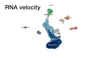 7th scanpy session - RNA velocity