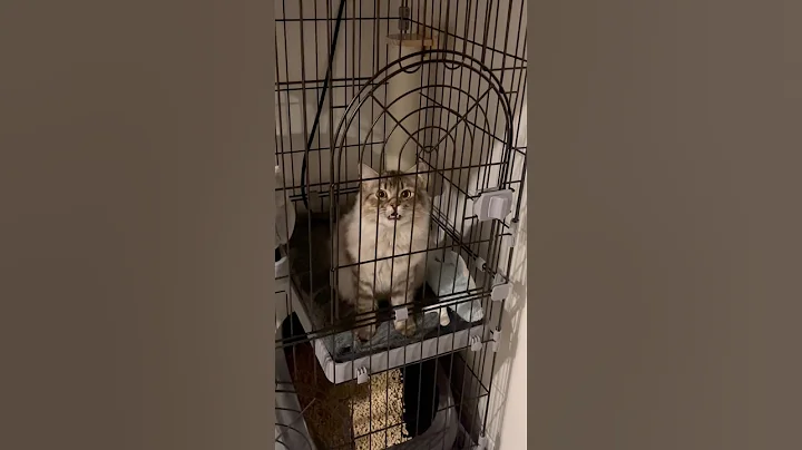 Video 11359761: siberian cat pets, siberian cat kitten, catlover siberian, kitten meowing