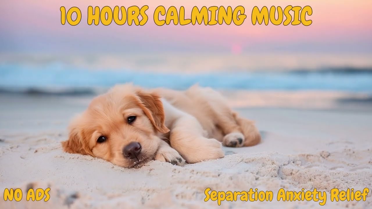 10 Hours Anti-Anxiety Protocol | Colorado State Vet Research | 60 BPM