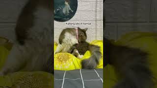 Jilat Jilat Di Atas Bantal