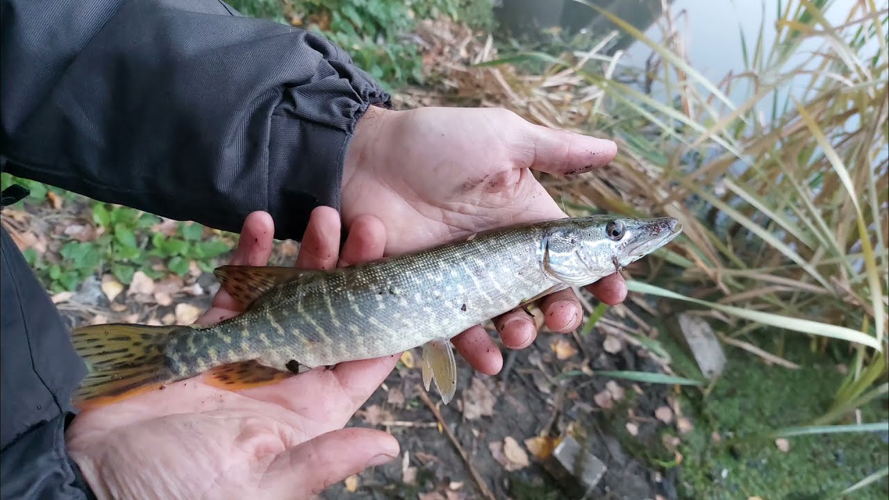 Рыбачим на северском донце в районе дон соды - YouTube