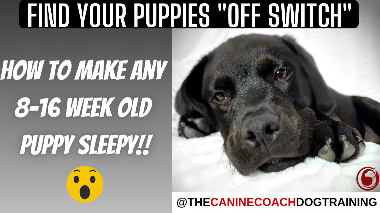 How To Make Your Puppy Calm & Sleepy! YouTube