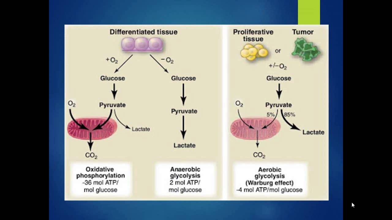 Glicólisis y cáncer Efecto Warburg. YouTube